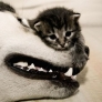 Kiten vs. dog