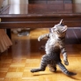 Kitten struttin'