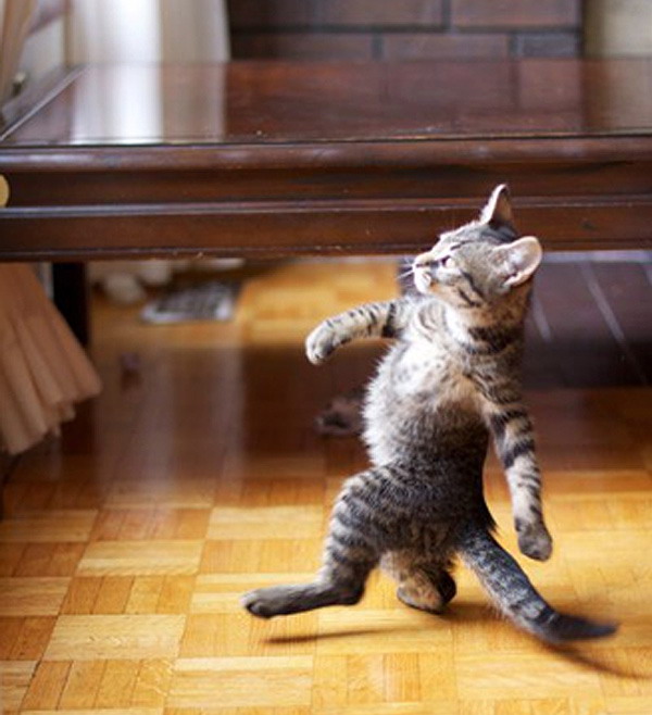 Kitten struttin'