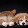 Puppies sleeping