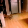 Puppy stampede