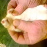 Rat is getting a massage