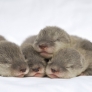 Sleeping baby otters