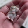 Sleeping mouse