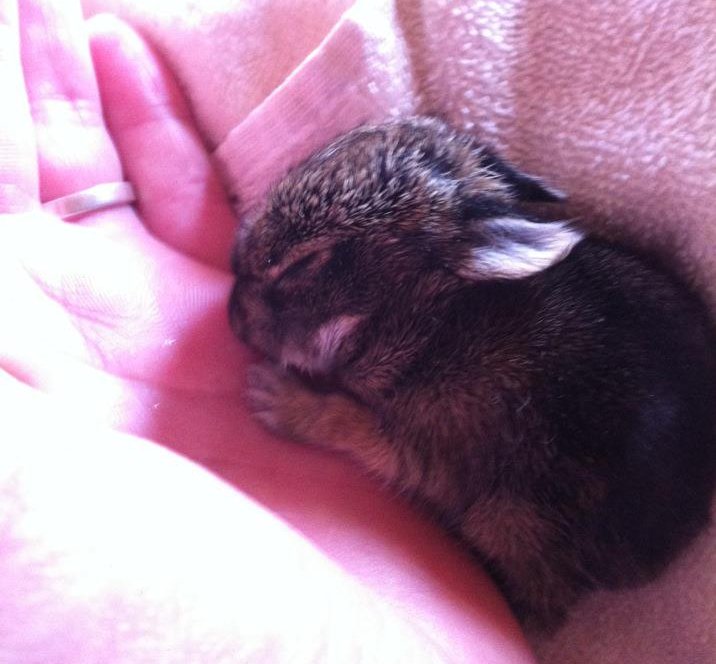 1 week old bunny teh cute