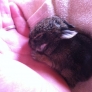 1-week-old bunny