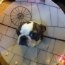 Death Star dog cone