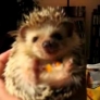 Hedgehog eating carrots