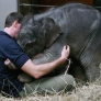 Baby elephant hug