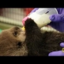 Baby otter drinks milk from the bottle