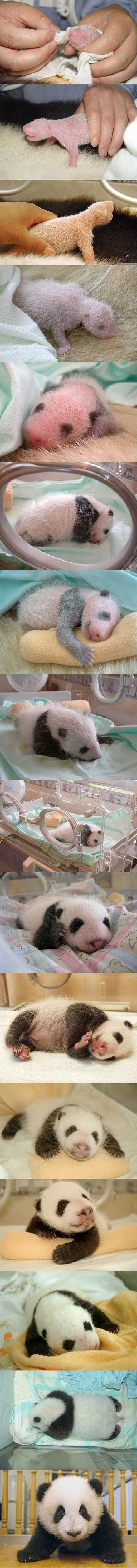 Baby panda evolution