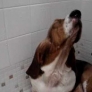 Basset Hound loves the shower
