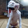 Bulldog puppy titling its head