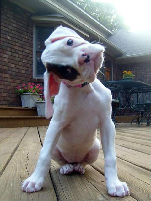 Bulldog puppy titling its head