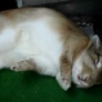 Bunny falls asleep real quick
