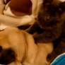 Cat massages pug