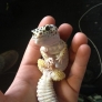 Cute lizard