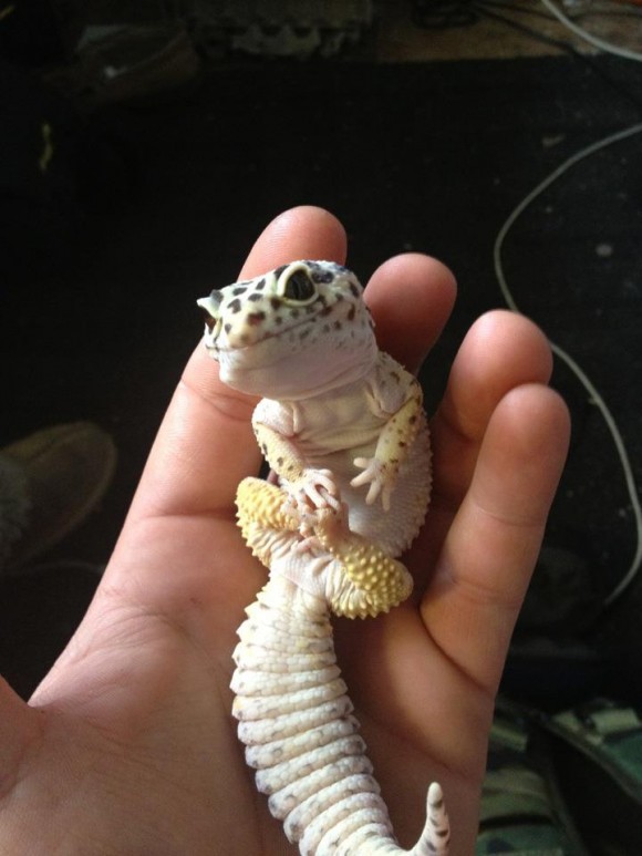 Cute lizard