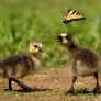 Goslings vs. butterfly