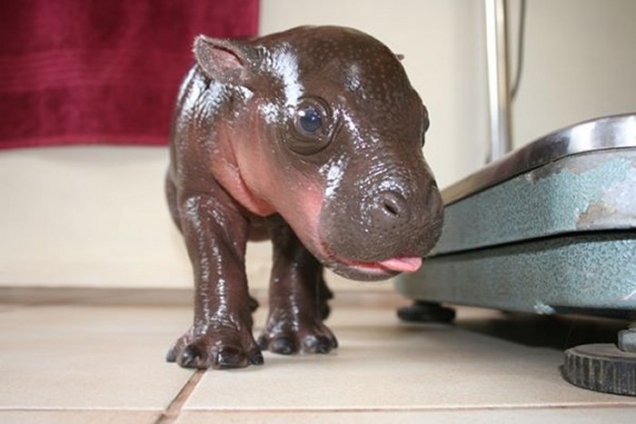 Harry the baby hippo