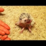 Hedgehog babies