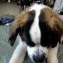 Kitten plays with Saint Bernard