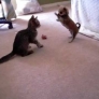 Kitten vs. Chihuahua puppy