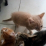 Kittens want dinner