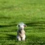 Lamb on a green field