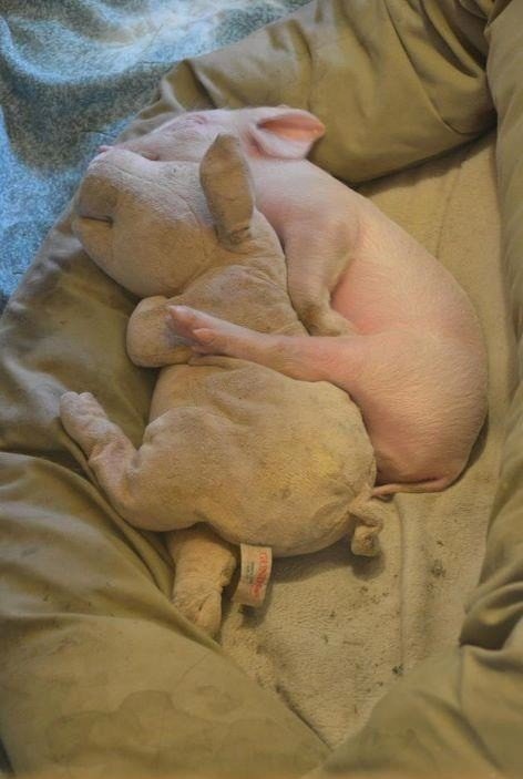Piglet sleeps with plush friend