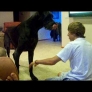 Playful Great Dane