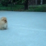 Pomeranian puppy