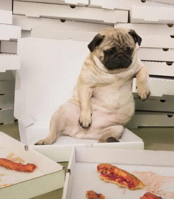 Pug is tired from so much pizza