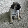 Pug puppy can't stay awake