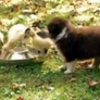 Puppies herding ducklings