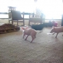 Puppy vs. piglets