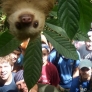 Sloth photobomb