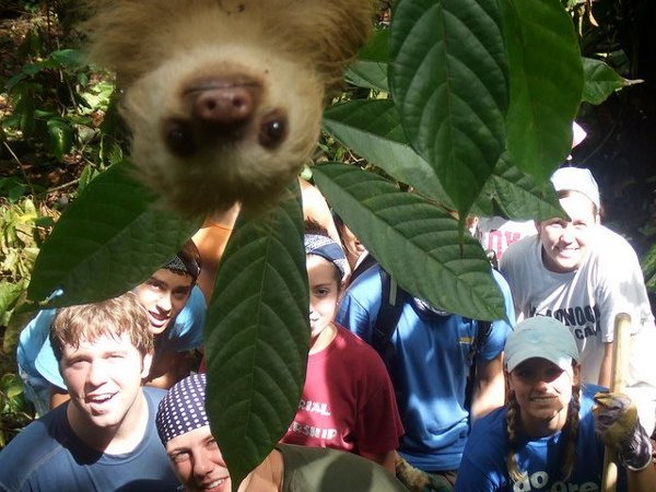 Sloth photobomb