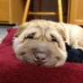 Smiling Shar Pei