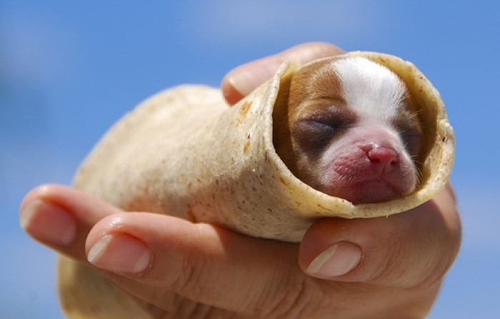 taco-puppy-big.jpg