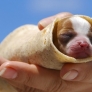 Taco puppy
