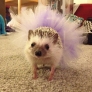 Tutu hedgehog
