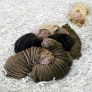 Wrinkly Shar Pei puppies are wrinkly