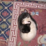 Ying-Yang kittens