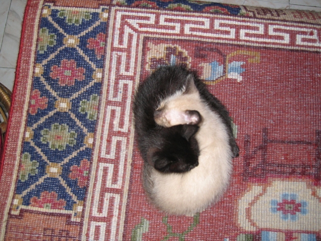 Ying-Yang kittens