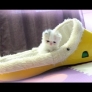 4-week-old kitten