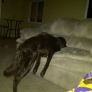 Dog fell asleep