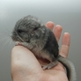 Baby chinchilla