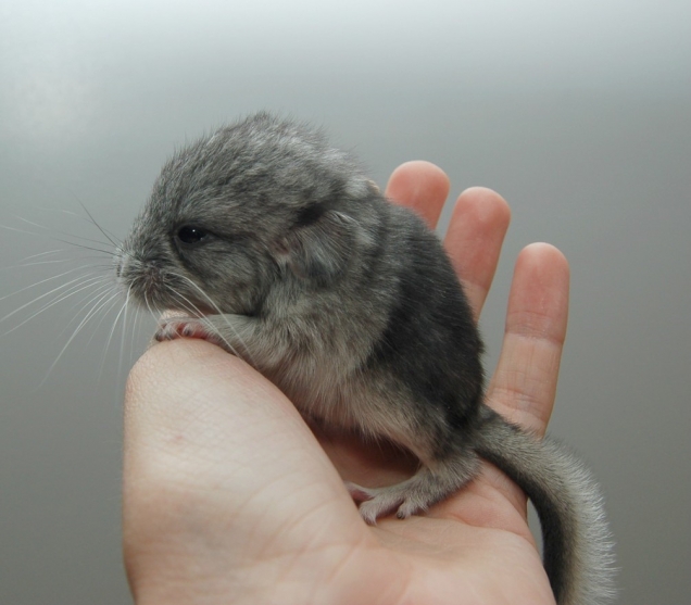 Baby chinchilla