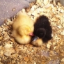 Baby ducklings